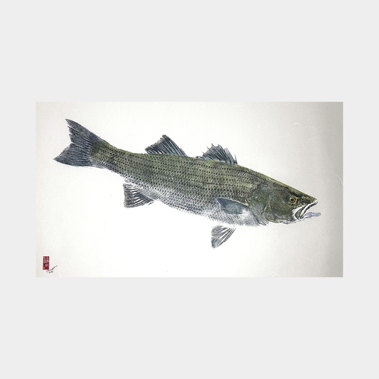 Striped Bass No. 2 - 33in x 20in