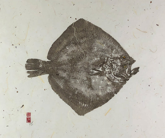 North Atlantic Turbot - 30in x 22in